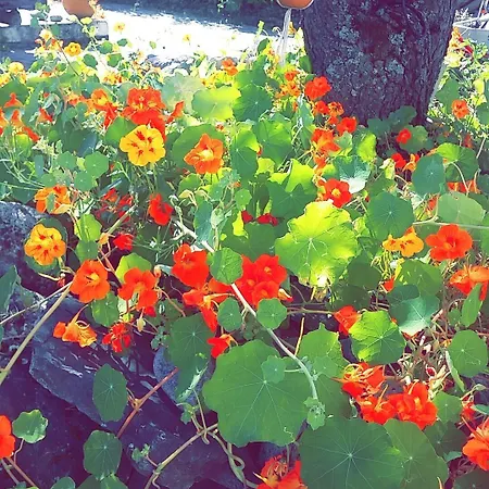 Vertshuset Fannarheimr - Bed &breakfast 3*